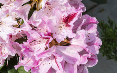 Rosiers à Maîche : la vie en rose !