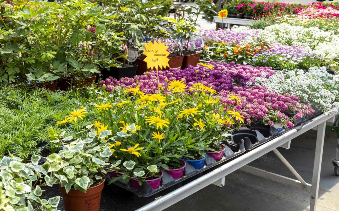 vente de fleurs à Maîche