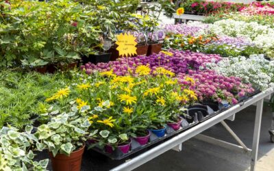 Vente de fleurs à Maîche : pour plus de beauté dans ce monde !