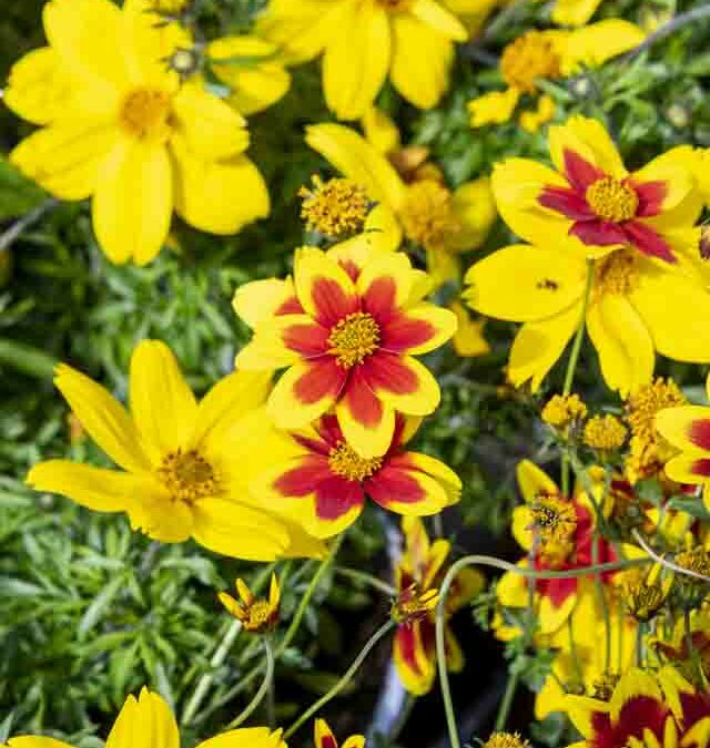 Plantes à fleurs à Maîche